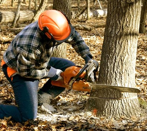 Tree Removal in Romayor, TX